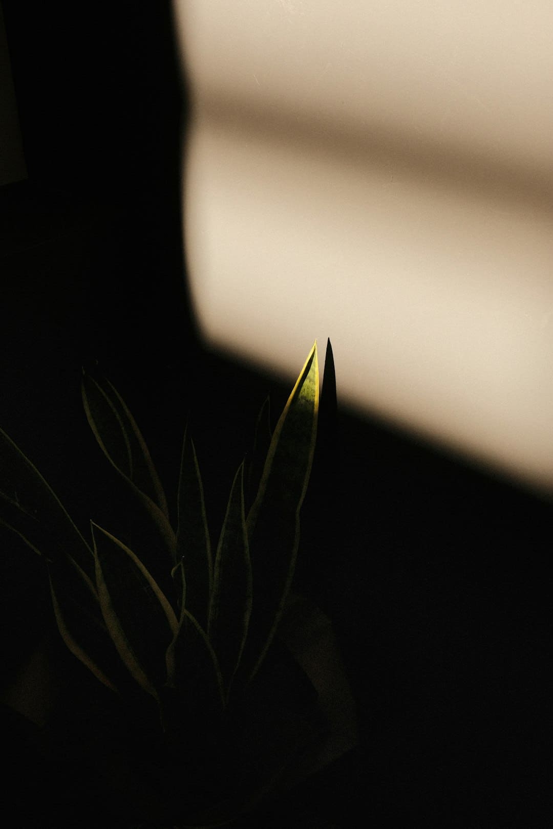 篮球一级运动员